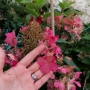 Hortenzija šluotelinė (Hydrangea paniculata) 'Wim's Red' Medelis